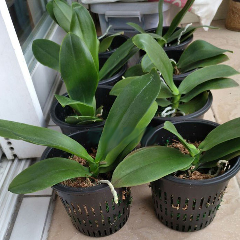 Gardening Tools Plastic - 10個入り プラスチック製 水耕栽培用植栽バスケット ブラック 中サイズ 耐腐食性