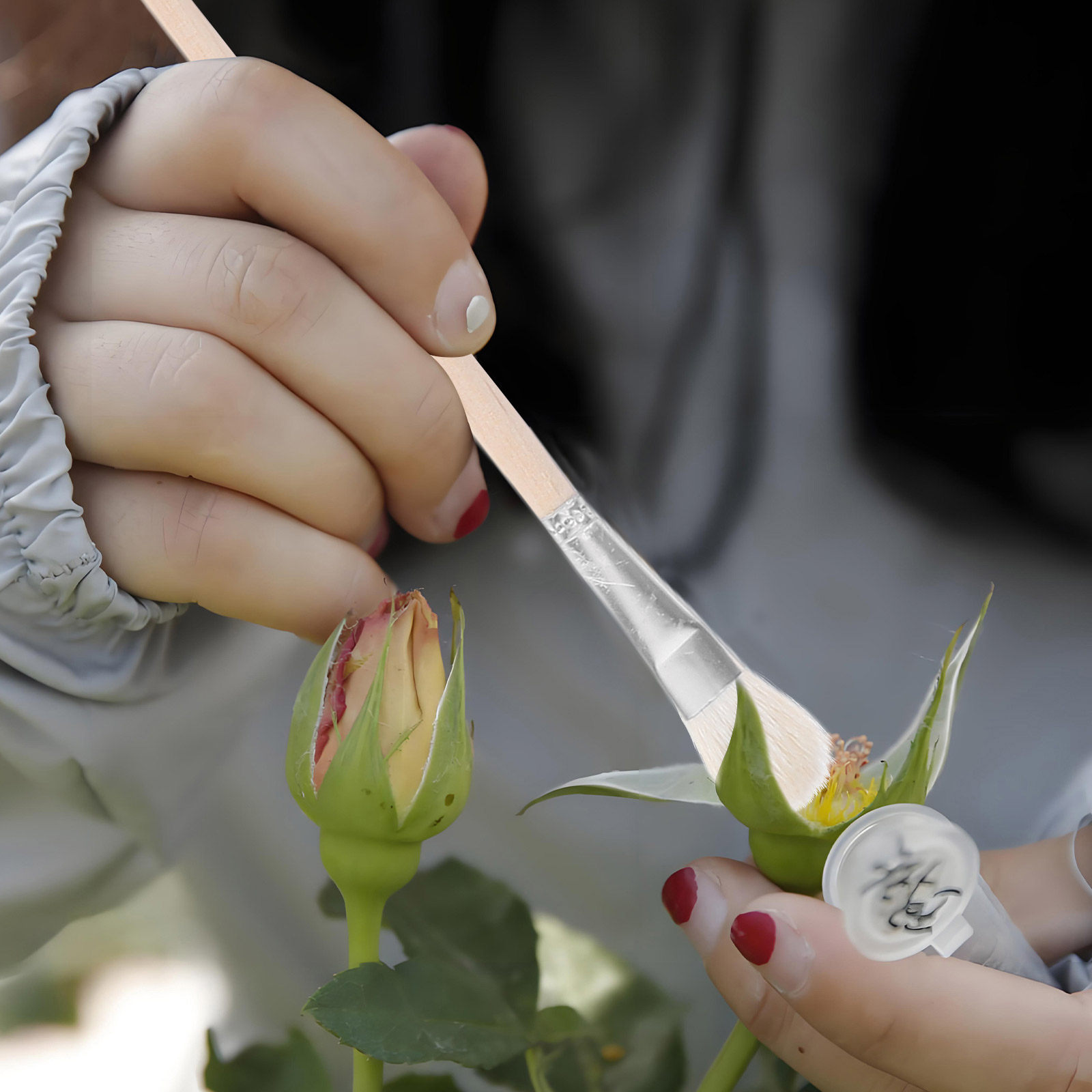多肉植物、果樹、鉢花用の手動授粉ブラシ11個セット、精密な授 - Gardening Tools Hand のレビューと価格