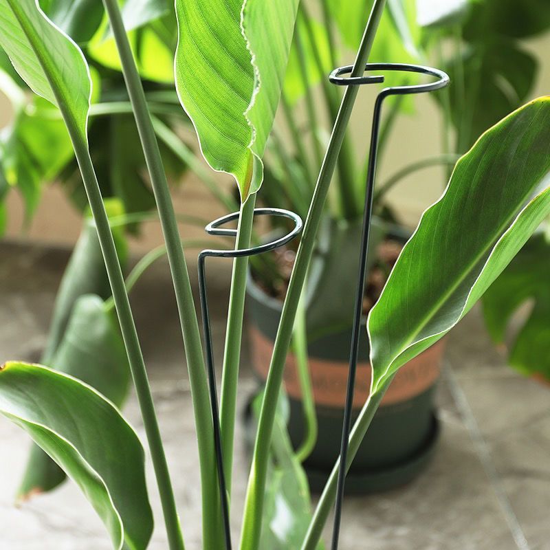 1/10 個ガーデンサポートステークリング金属単一茎植物低木 - Gardening Tools Hoe のレビューと価格