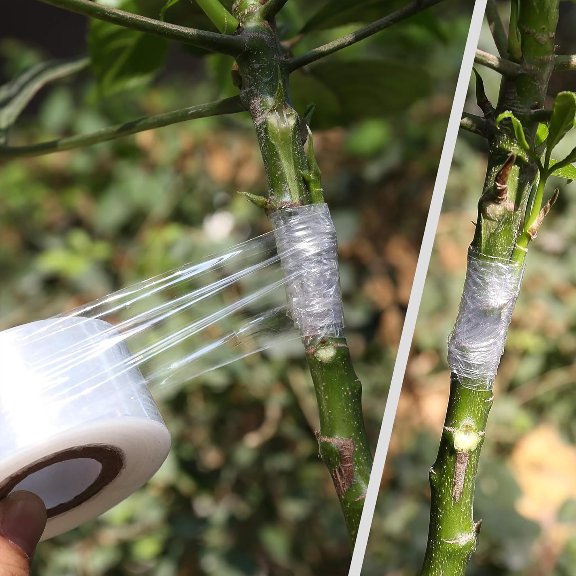 簡単使用 生分解性 自己粘着接木テープ 接木膜 植物結束ベル - Gardening Tools Uses のレビューと価格