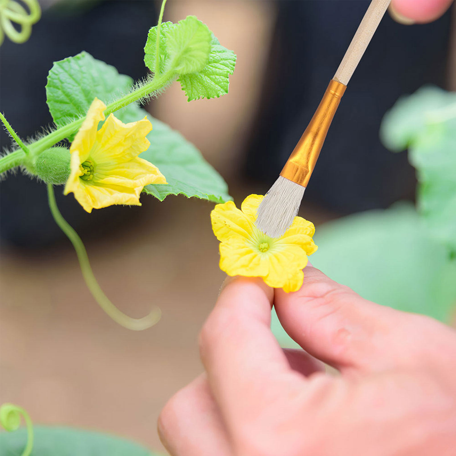 16個入り花粉散布ブラシキット 多用途ガーデン授粉ツール 水 - Gardening Tools Hand のレビューと価格