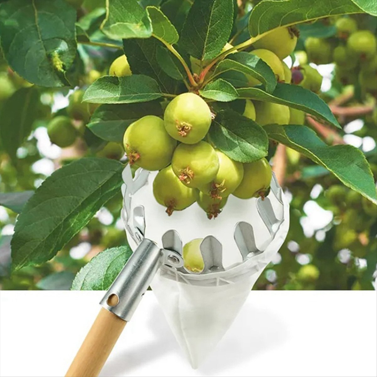 【クリアランスセール】金属製フルーツピッカー 果樹園ガーデニ - Gardening Tools For Sale のレビューと価格